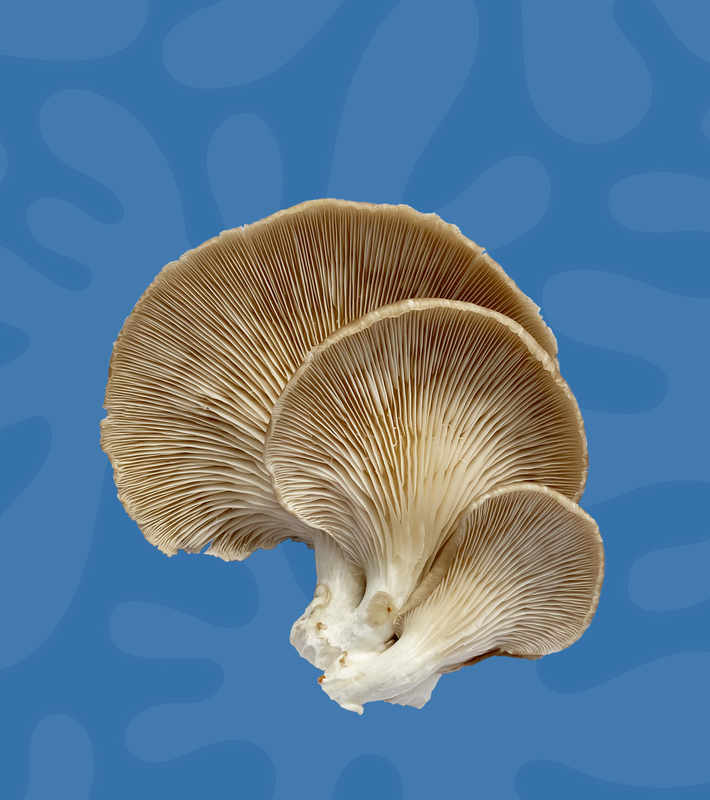 Phoenix Oyster Mushroom NZ Cluster Pleurotus pulmonarius on blue mycelium background