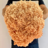Man holding mushroom growing kit with large cluster of pekepeke-kiore growing out of the box