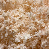 Pekepeke-kiore Grow Kit