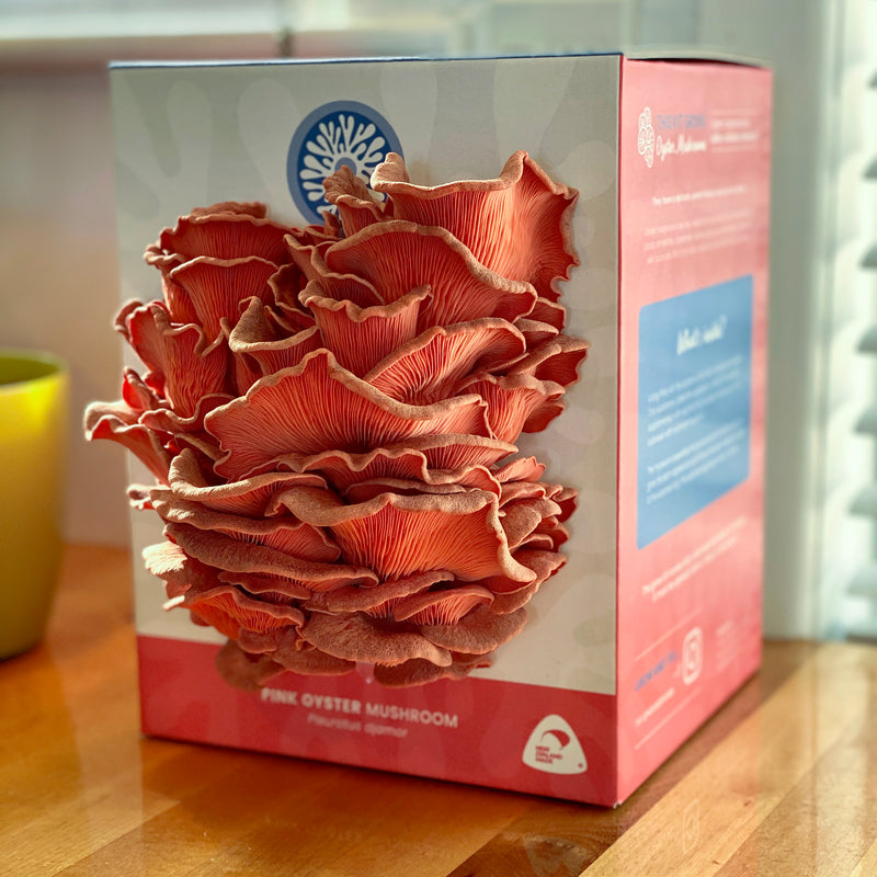 Pleurotus djamor Pink Oyster Mushroom growing kit on kitchen countertop with cluster of pink mushrooms growing out of the box. 
