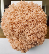 Pekepeke-kiore or coral tooth fungus crop grown from mushroom grow kit