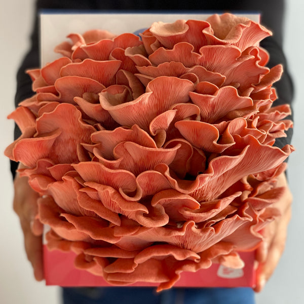 Man holding House of Fungi growing kit with large cluster of Pleurotus djamor Pink Oyster Mushrooms growing out of the box