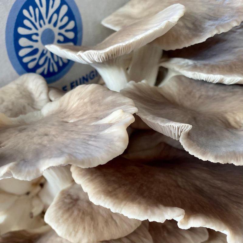 Close up of Phoenix oyster mushrooms grown from House of Fungi mushroom growing kit