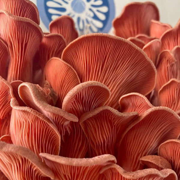 Close-up of Pink Oyster Mushroom growing from House of Fungi mushroom growing kit