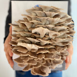 Man holding mushroom growing kit with large cluster of Phoenix Oyster Mushrooms growing out of the box